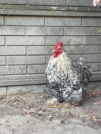 Gallo cocincina nana
