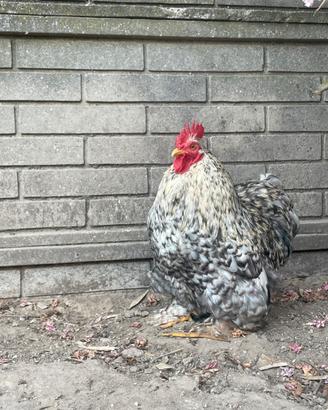 Gallo cocincina nana