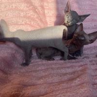 Cucciolo Sphynx