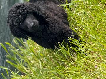 Cuccioli di barbone grande mole