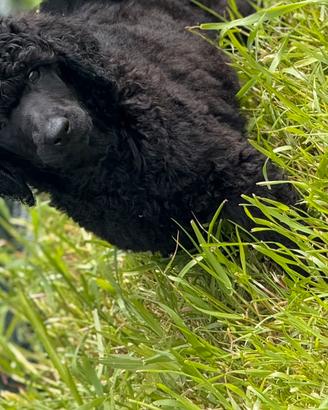 Cuccioli di barbone grande mole