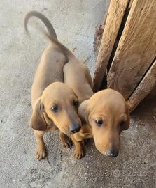 Cuccioli di segugio italiano