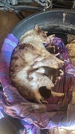 cuccioli pastore Australiano e border collie 