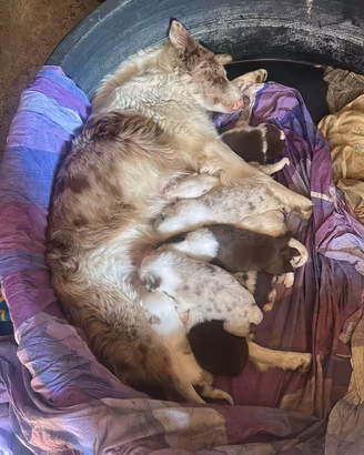 cuccioli pastore Australiano e border collie 