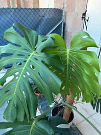 Monstera Deliciosa
