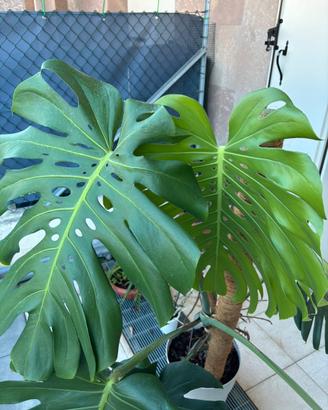 Monstera Deliciosa