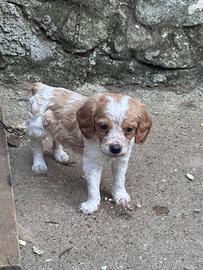 Cuccioli maschi di Epagneul Breton