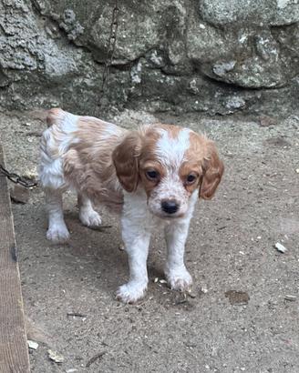 Cuccioli maschi di Epagneul Breton