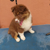 Cucciola pastore australiano