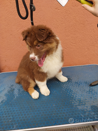 Cucciola pastore australiano