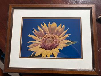 Quadri con foto girasole