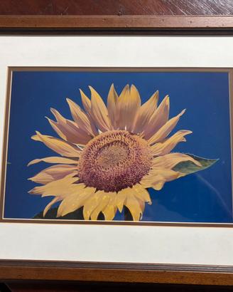 Quadri con foto girasole