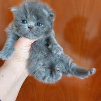 Gattino persiano grigio blue