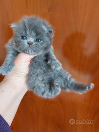 Gattino persiano grigio blue