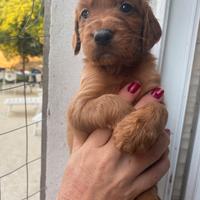 Setter irlandese cuccioli