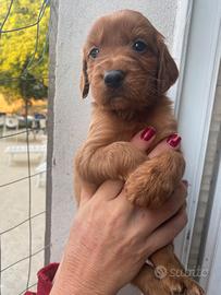 Setter irlandese cuccioli