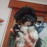 Cuccioli di Lhasa Apso