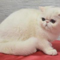 Exotic shorthair femmina