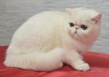 Exotic shorthair femmina