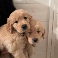 Cucciola di Golden retriever americano