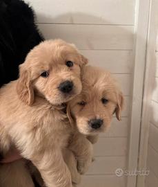 Cucciola di Golden retriever americano