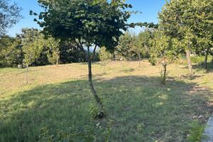 Comodato d'uso gratuito: terreno 1000 mq