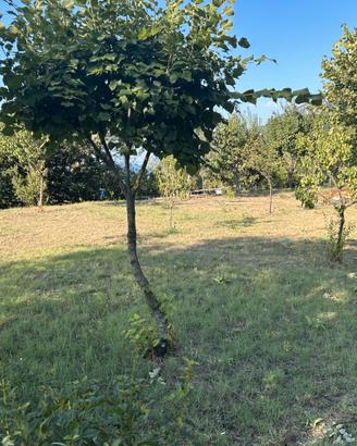 Comodato d'uso gratuito: terreno 1000 mq