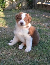 Cucciolo di Pastore Australiano