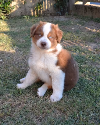Cucciolo di Pastore Australiano