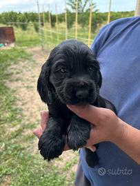Splendido Cucciolo di Cocker Nero