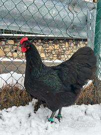 Galline australorp nere