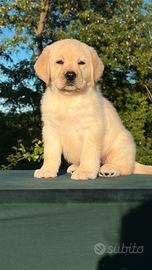 Cucciolo Labrador Retriever