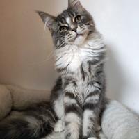 Maine coon cucciola con pedigree