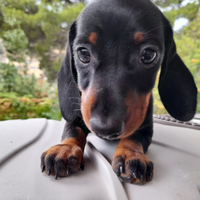 Bassotto Tedesco con Pedigree