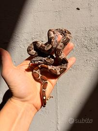 Femmina baby boa constrictor 2026