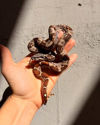 Femmina baby boa constrictor 2026