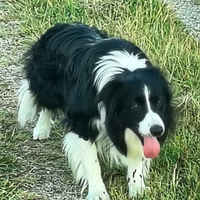 Border collie per monta