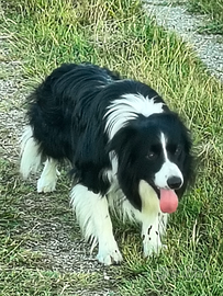 Border collie per monta