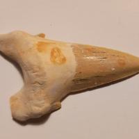 DENTE DI SQUALO FOSSILE OTODUS OBLIQUUS  Cm. 8