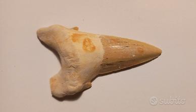 DENTE DI SQUALO FOSSILE OTODUS OBLIQUUS  Cm. 8