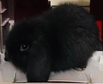 Coniglio Minilop Puro Nero