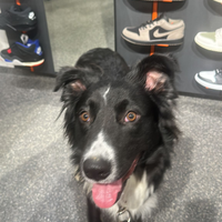 Meticcio simil border collie