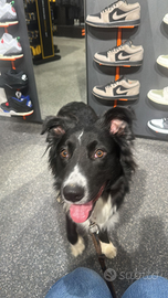 Meticcio simil border collie