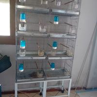  batteria per uccelli 