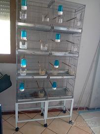  batteria per uccelli 