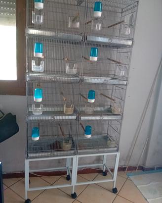  batteria per uccelli 