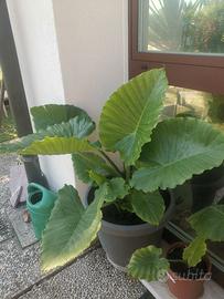 Alocasia odora
