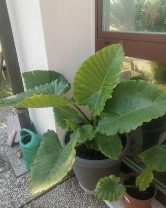 Alocasia odora