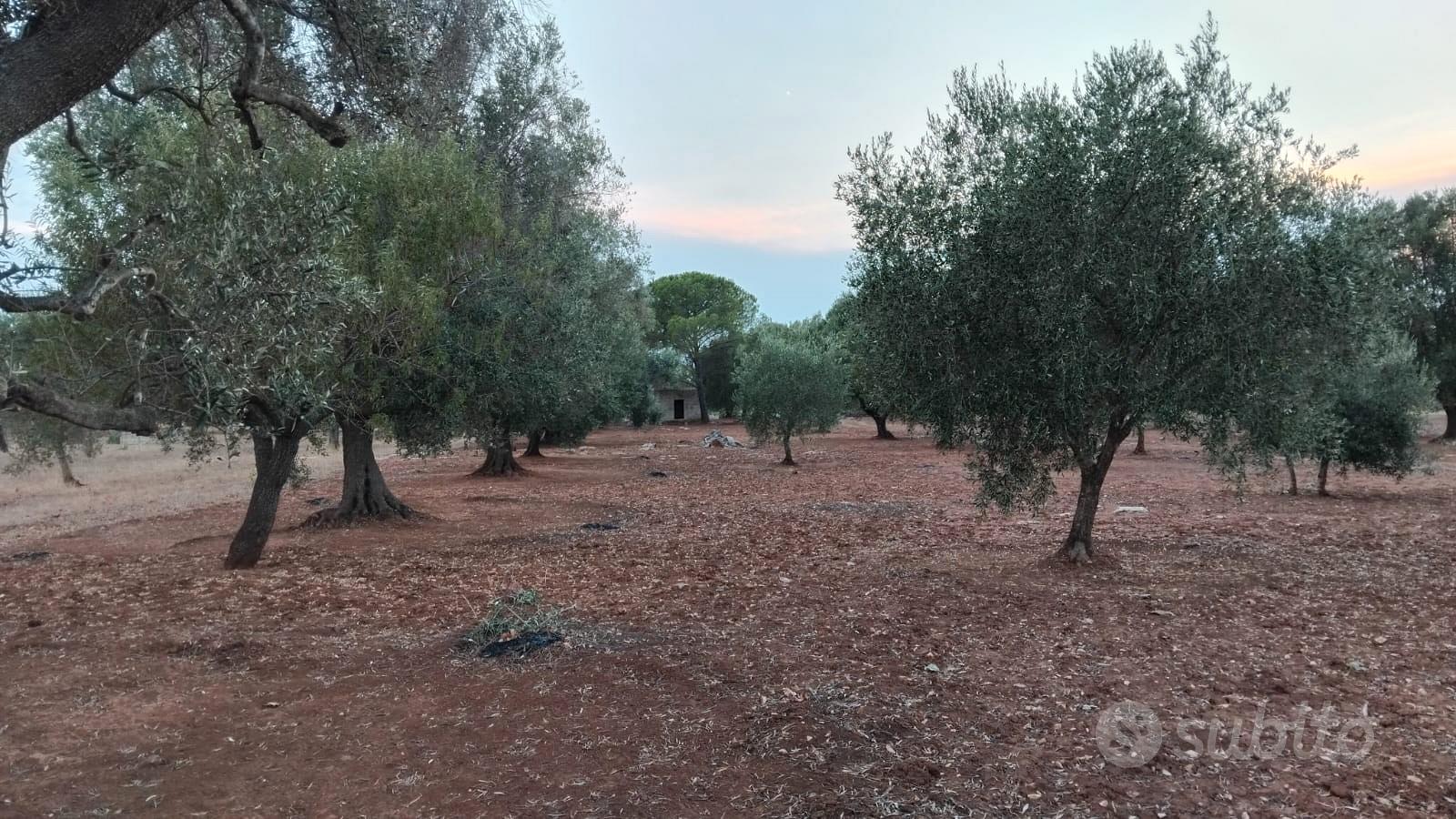 Terreno agricolo metà uliveto e metà vigneto - Vista 3