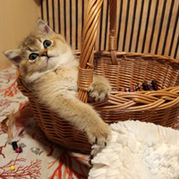 Scottish straight venduto